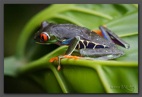  Ember-Eyed Emerald Tree Frog: A Master of Camouflage with Sticky Toes!