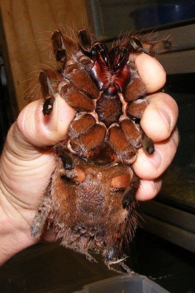  Goliath Birdeater: An Eight-Legged Enigma With Fangs That Could Pierce a Watermelon!