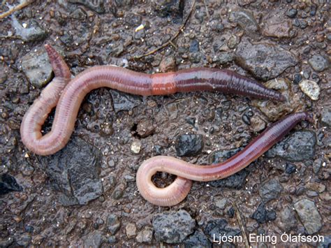  Lumbricus terrestris: Jakiego robaka można nazwać prawdziwym architektem podziemnego świata?