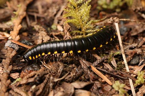  Yellow Millipede: A Tiny Earthmover With Legs For Days!