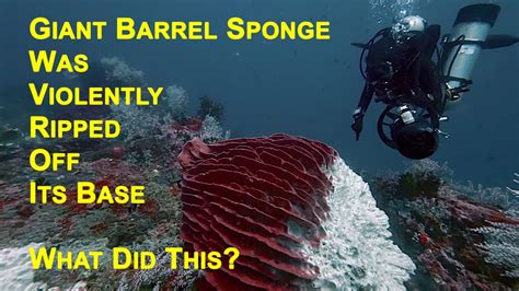  Barrel Sponge!  A Spongy Marvel That Thrives in the Deepest Blue