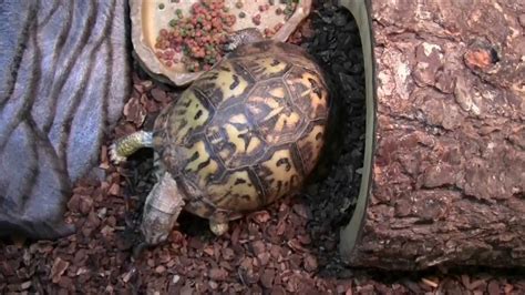  Box Turtle! This Cold-Blooded Crawler Will Amaze You With its Ancient Lineage and Curious Defensive Techniques