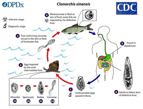  Clonorchis Sinensis: A Tiny Trematode That Thinks It's a Sushi Chef!