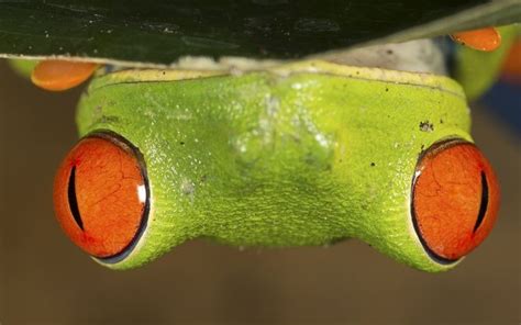  Ember-Eyed Emerald Tree Frog: A Master of Camouflage with Sticky Toes!