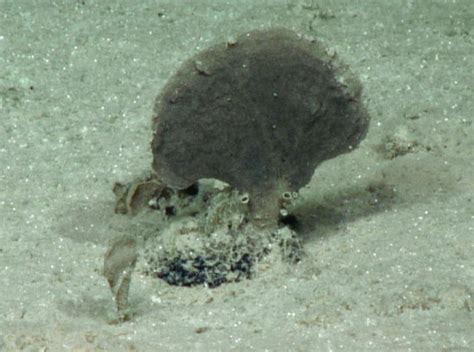 Xenophyophore! A Microscopic Wanderer That Thrives on Ocean Floors