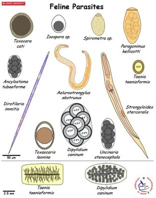  Ancylostoma!  This blood-sucking parasite thrives in the warmth of its feline host and exhibits remarkable adaptation skills