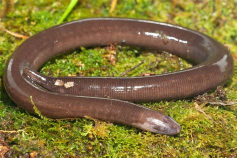 Caecilian! A Burrowing Amphibian With Smooth Skin That Resembles a Snake!