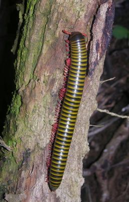  Yellow-Striped Millipede: A Wonderfully Colorful Crawling Creature with Hundreds of Tiny Legs!